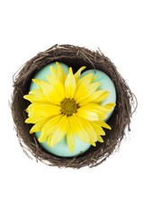yellow daisy and easter eggs