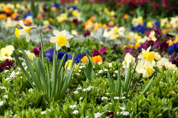 Frühlingswiese - Blumenwiese