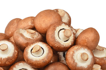 Champignon (True mushroom)