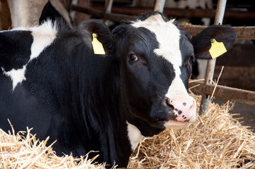 Kuhstall - Cow - Calf