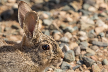 Cottontail Rabbit