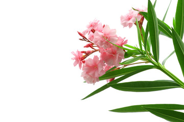 Fiore di oleandro rosa isolato su sfondo bianco