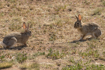 Cottontails Facing Off