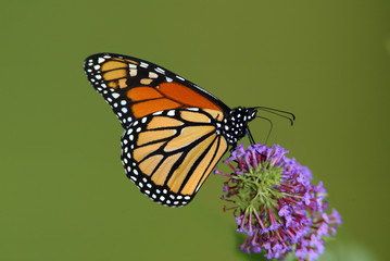 Monarch Butterfly on a butterfly bush flower