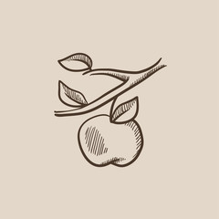 Apple harvest sketch icon.