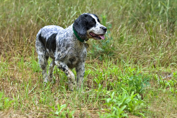 English Springer Spaniel pointing in tall grass.