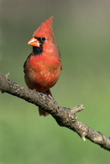 Northern Cardinal (Cardinalis cardinalis)