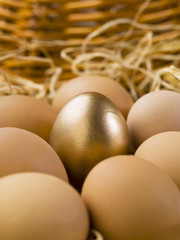 gold eggs with brown eggs
