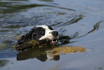 English Springer Spaniel swimming and fetching.