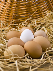 one white egg with brown eggs.