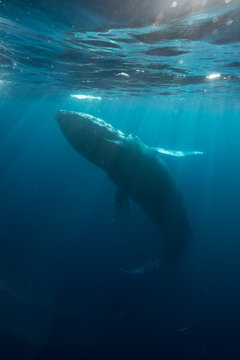 Humpback Whale in Sunlight