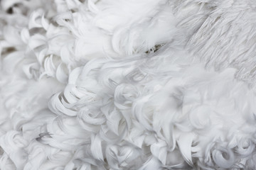 Fototapeta premium White curly feathers texture for background