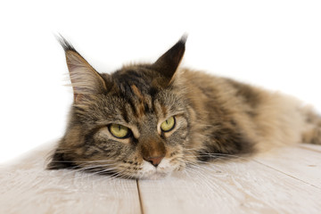 Maine Coonon the table 4