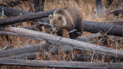 Grizzly Cub negotiates a fallen tree in fall in Yellowstone National Park, Wyoming.
