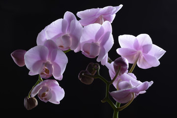 Fototapeta na wymiar Beautiful Lavender Orchids Orchidaceae are a diverse and widespread family of flowering plants, with blooms that are often colorful fragrant.