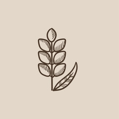 Wheat sketch icon.