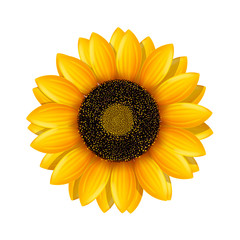 picture of sunflower