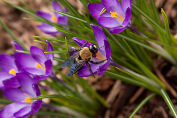 bee on a crocus