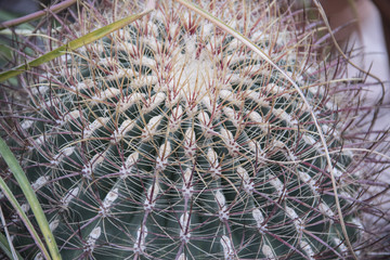 cactus macro views