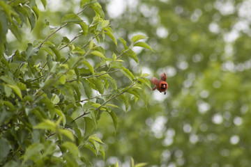 Cardinal flying