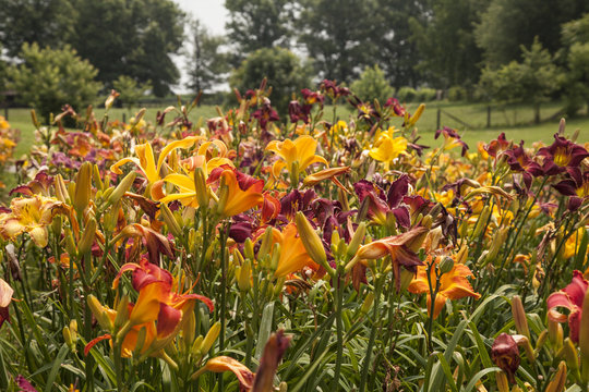 Fototapeta field of daylilies