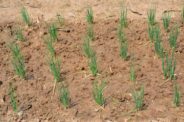 shallot plants