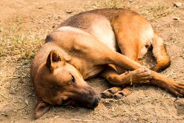 Dog lying on the ground