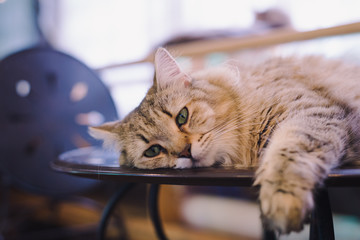 A portraiture of a cat in the room filled with soft light and use soft focus. The focus is on the eyes while WB in shift intendedly. relax and comfort. cat