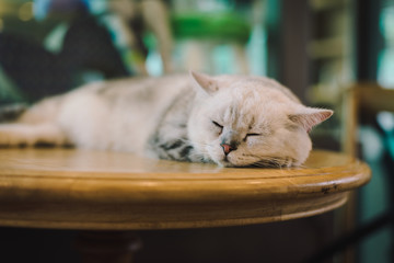 A portraiture of a cat in the room filled with soft light and use soft focus. The focus is on the eyes while WB in shift intendedly. relax and comfort. cat