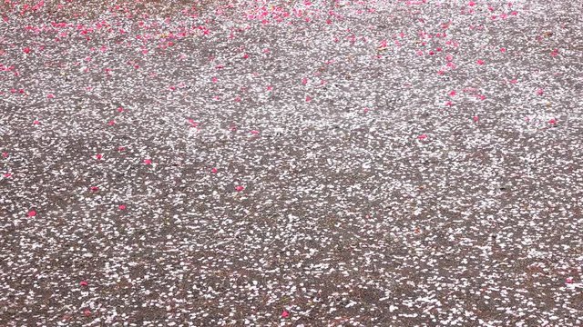 4K・風に舞う桜の花びら_4-142