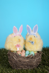 bunny couple and eggs