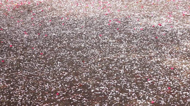 4K・風に舞う桜の花びら-2_4-143