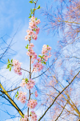 Beautiful cherry blossom sakura