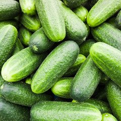 Fresh green cucumber.  Cucumber background