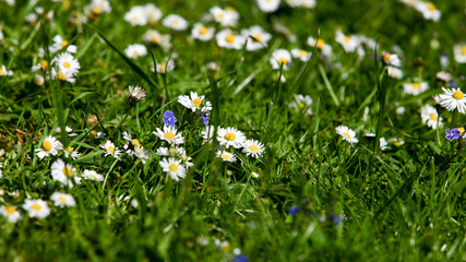 field of daisy flowers.  flower meadow
