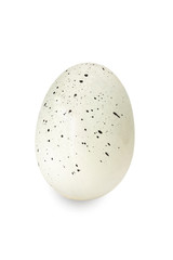white egg with black specks