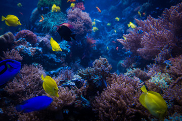 Fototapeta na wymiar tropical Fish. Underwater world