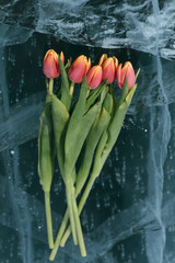 Tulips on Ice.