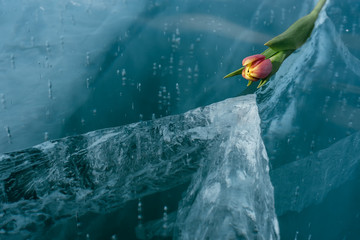 Tulips on Ice.