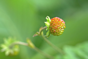 unreife walderdbeere in nahaufnahme