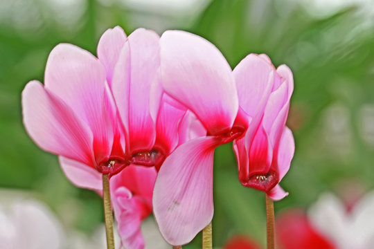  rosa alpenveilchen in nahaufnahme