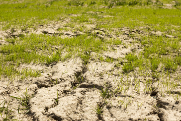 soil and grass during drought