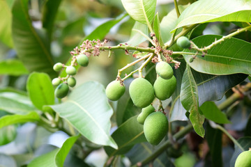 Obraz premium mango in the tip of right branch with others on the mango tree 