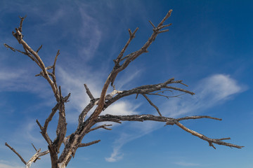 Dead twigs against the sky.
