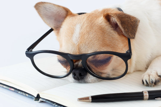 Chihuahua dog wear eyeglasses sleeping on notebook and pen on working table white isolated background.