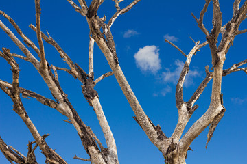 Dead twigs against the sky.