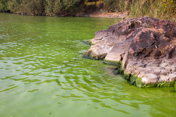 Cyanobacteria in Taihu lake