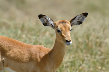 Naklejka na ściany i meble Impala on savanna in Africa
