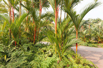 Red Lipstick Rajah Palm Trees