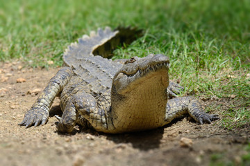Crocodile on river coast